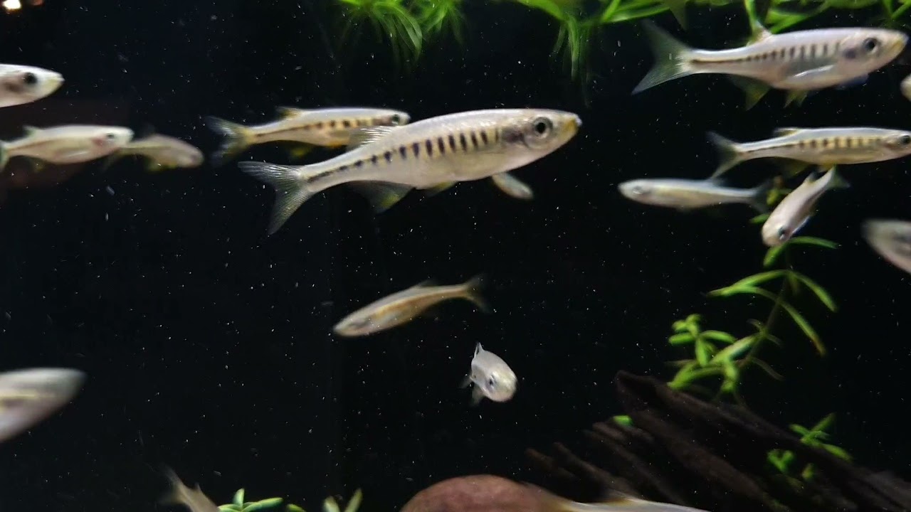 Devario auropurpureus (wild) bij Aquarium Speciaalzaak Utaka