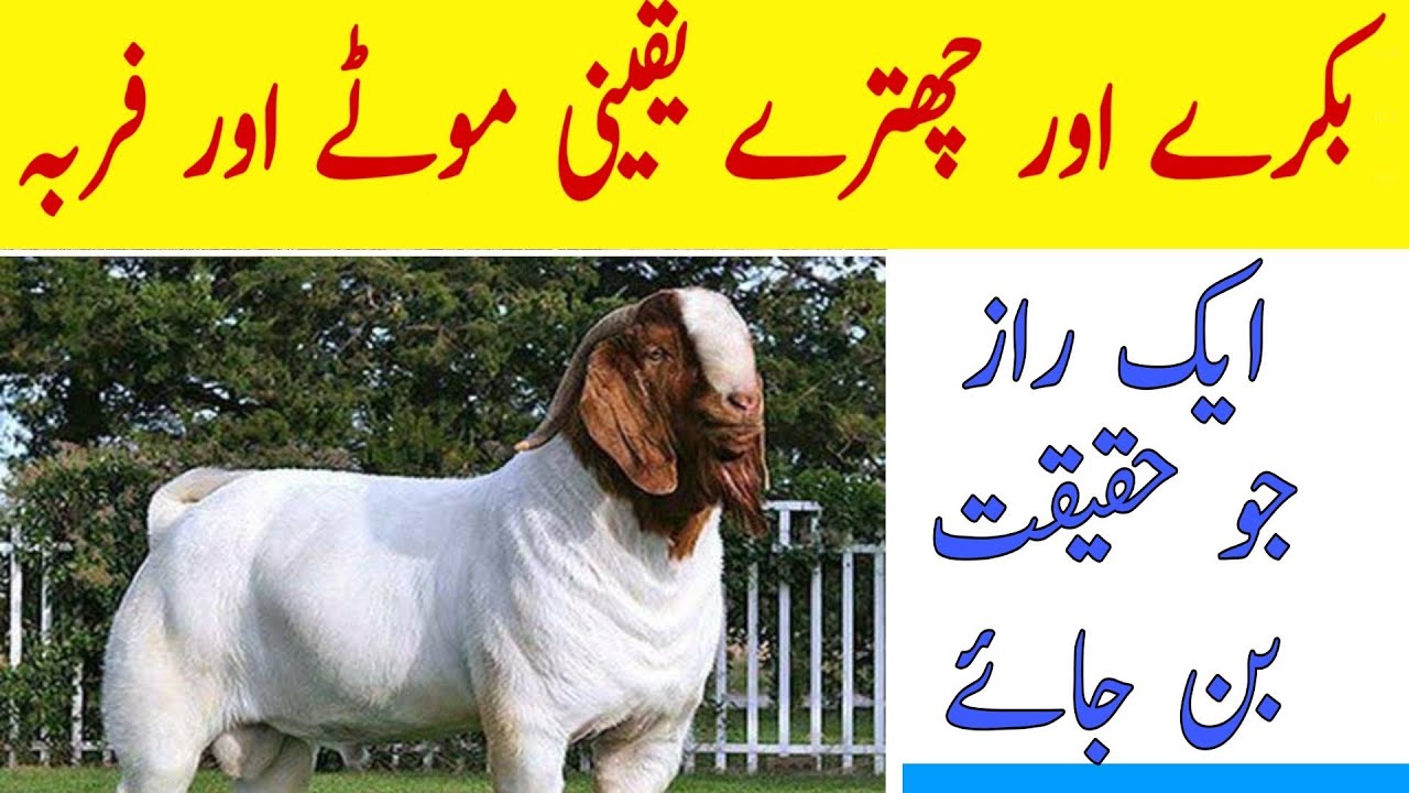 Fattening Of Goats And Sheep Complete Easy Way | Commercial Fattening Of Sheep And Goats