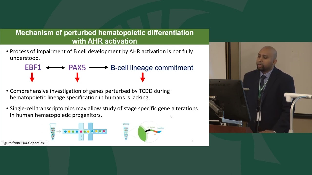 Characterization of an In Vitro Model of Human Hematopoiesis