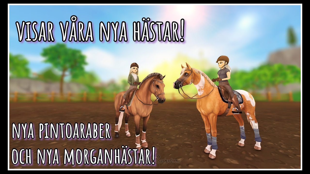 Nya pintoaraber och nya färger på morganhästar + ny utrustning!
