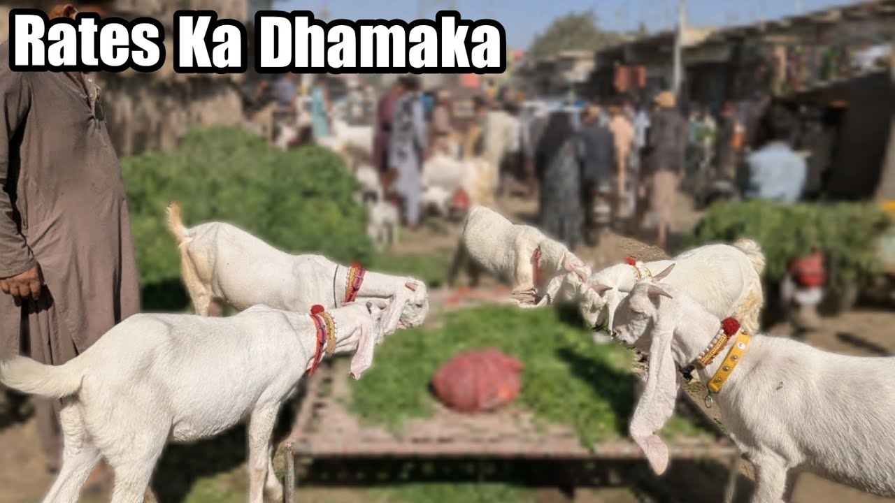 Karachi Bakra Mandi 2025 | AJ Ke Lalukhet Market Ke Cheapest Prices