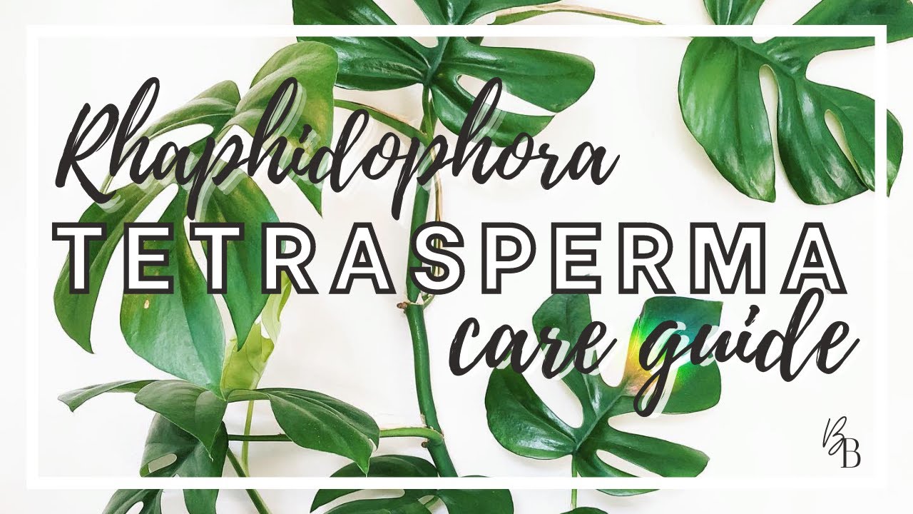 Rhaphidophora Tetrasperma 'Mini Monstera' Care & Propagation | Houseplant Care Tips