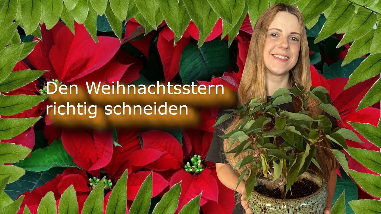 Den Weihnachtsstern richtig schneiden | Euphorbia pulcherrima |