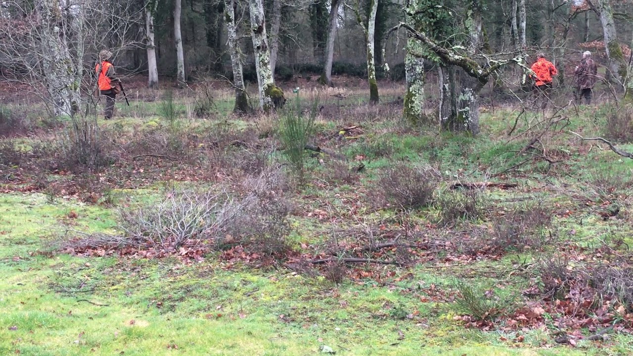 Acs Field Trial Retriever Open 2020 vid&eacute;o 3