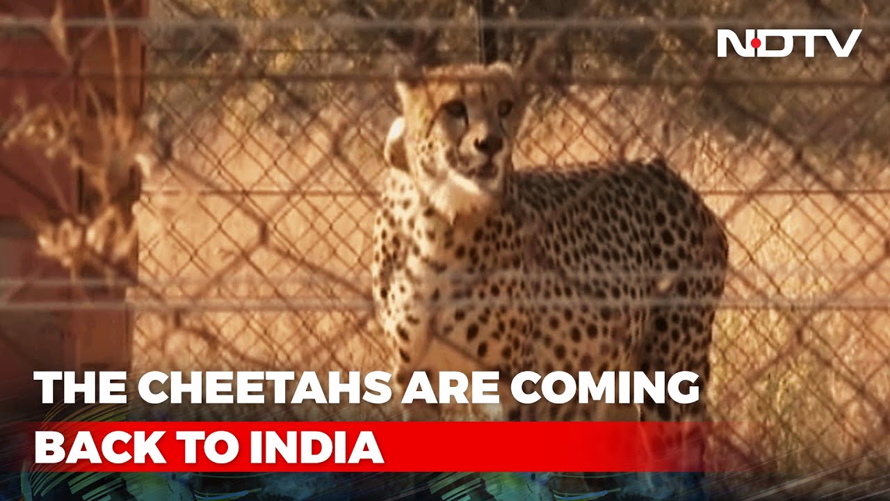 Cheetahs To Arrive In India For PM Modi's Birthday, He Will Welcome Them | The News