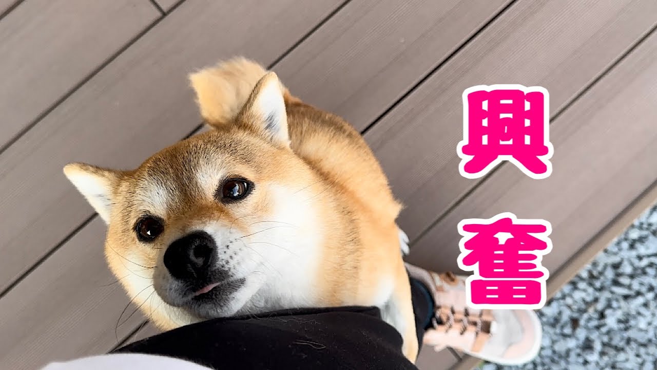 ずっと楽しみにしていたものが到着し嬉しくてママに抱きつく柴犬が可愛い