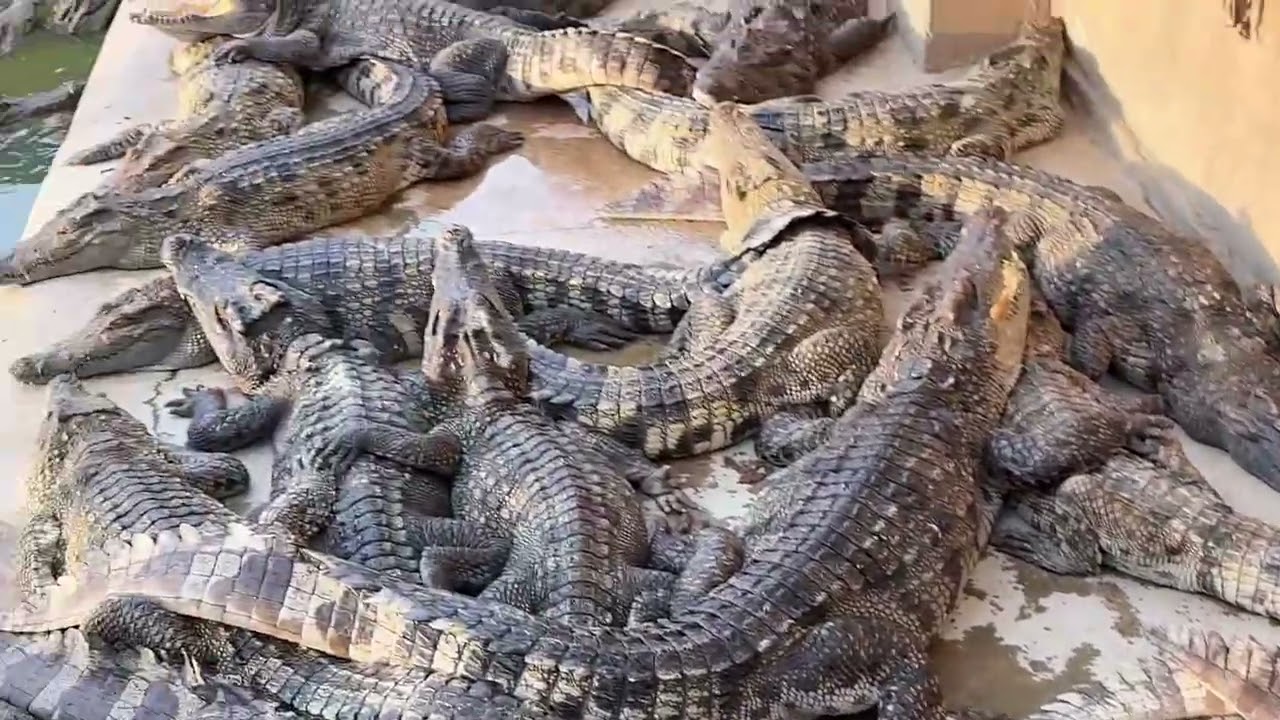 Crocodile Feeding Time at the Farm – Unbelievable!