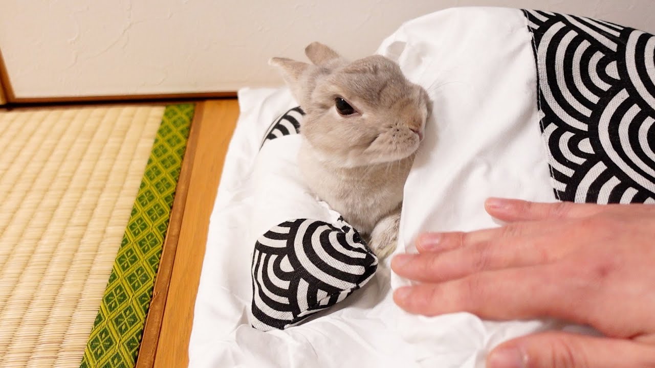 人間の生活に憧れてどうしてもお布団で眠りたいうさぎさんの寝かしつけが毎日大変です