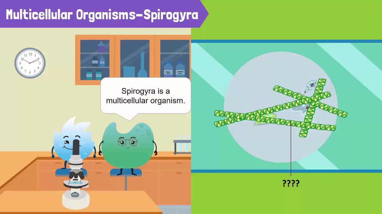 Cells, Unicellular Organisms, and Multicellular Organisms