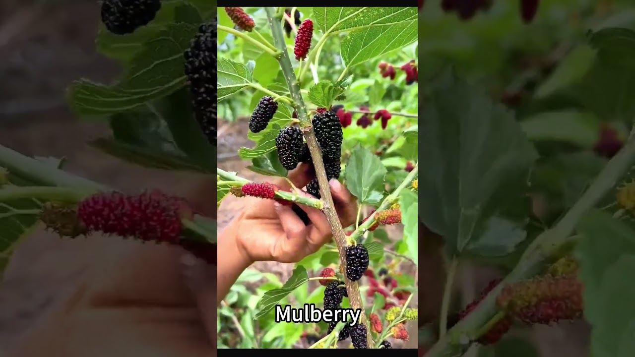 Beautiful and healing rural life - fruit picking