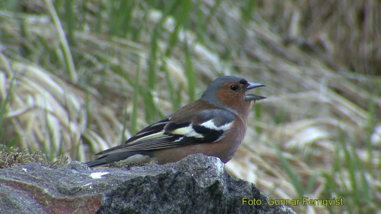 BOFINK  Common Chaffinch  (Fringilla coelebs)  Klipp - 343