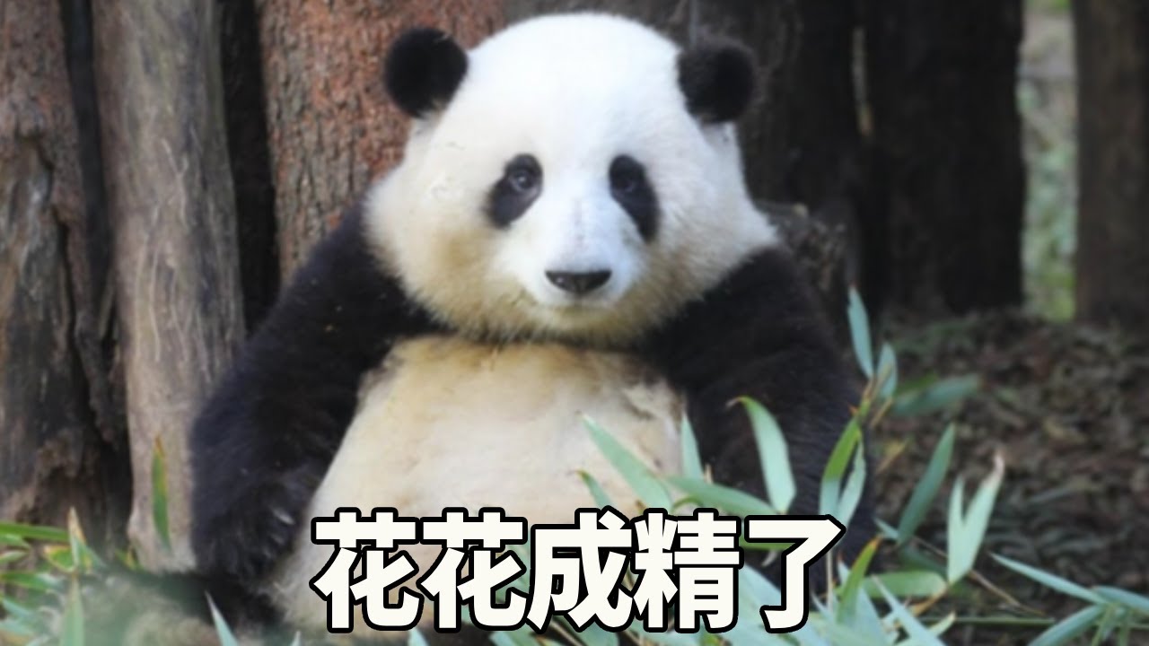 花花成精了？直接模仿谭爷爷说话，而且学的字正腔圆【大橙子数据】