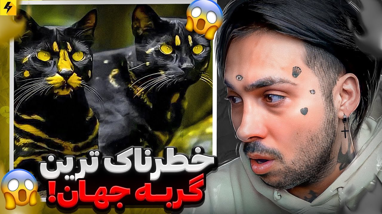 Most Deadliest Cat 🔥 خطرناک ترین گربه روی زمین