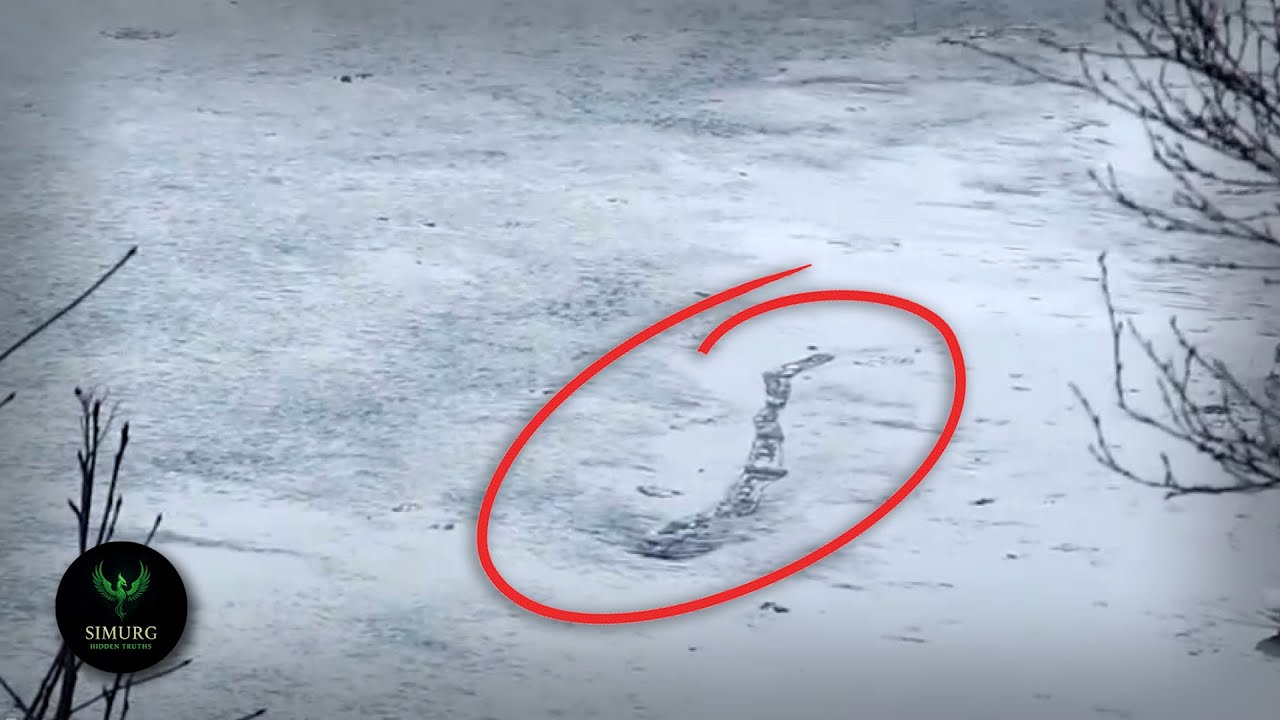  Top 5 Sea Creatures Scientists Still Can’t Explain
