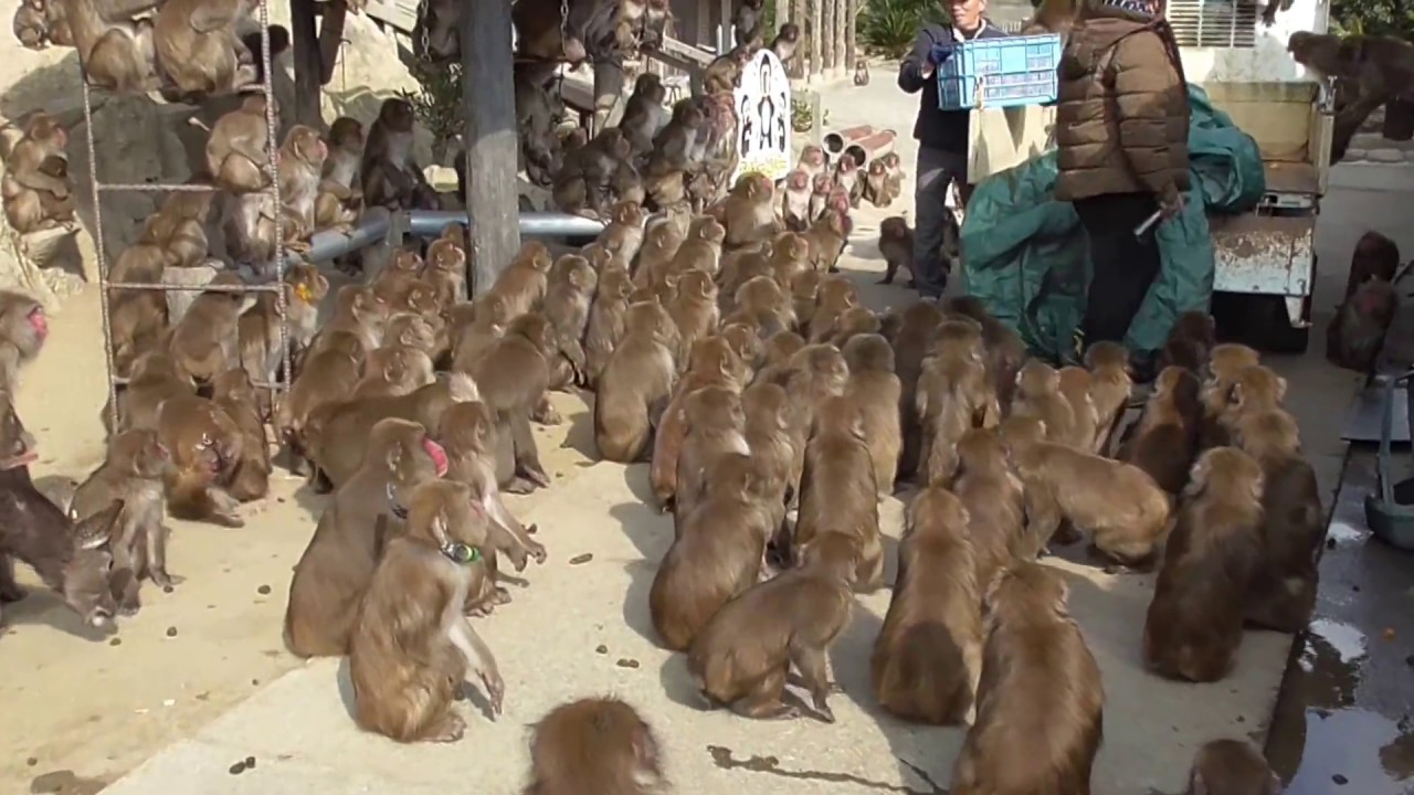 【淡路島モンキーセンター】おやつのミカンをもらって大騒ぎ【Awaji Island Monkey Center】