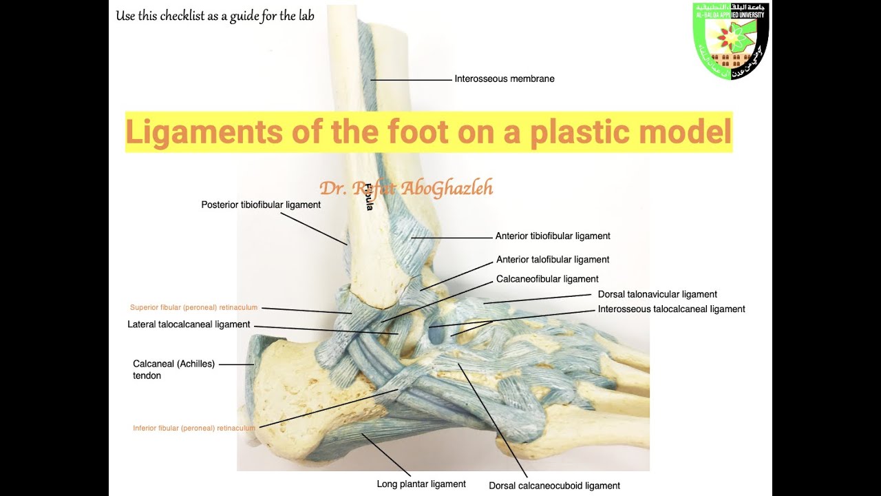 Ligaments of the foot on a plastic model