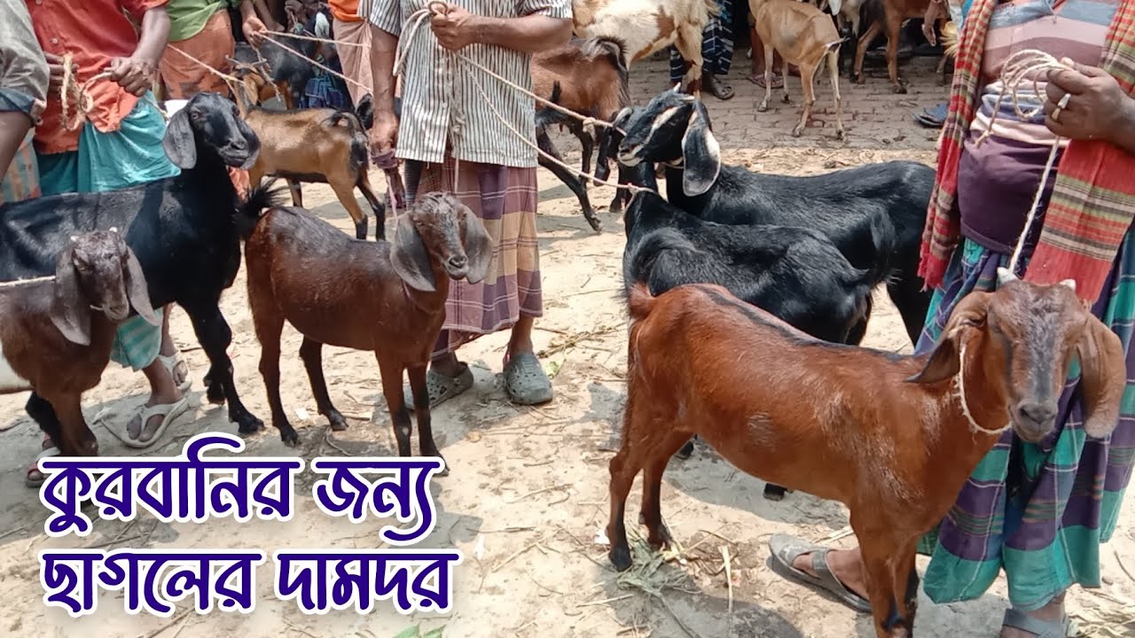 ঈদ অফার 2024 । কুরবানির জন্য যশোরে ঝিকরগাছা হাটে সেরা মানের ছাগলে ভরপুর। ছাগলের দামদর কেমন জেনে নিন।