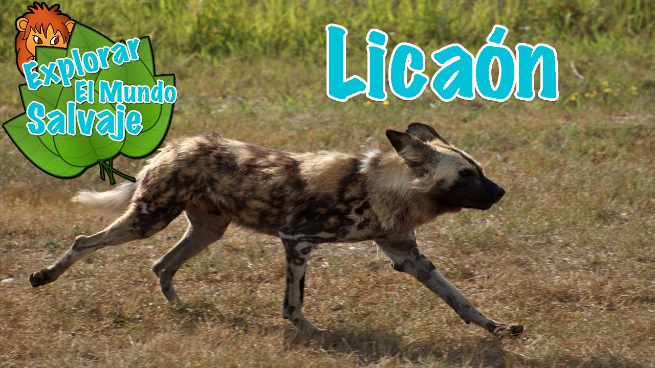 Lica&oacute;n en Explorar el Mundo Salvaje