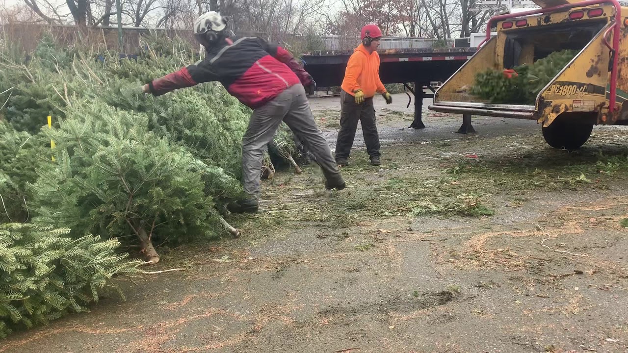 Chipping Christmas trees