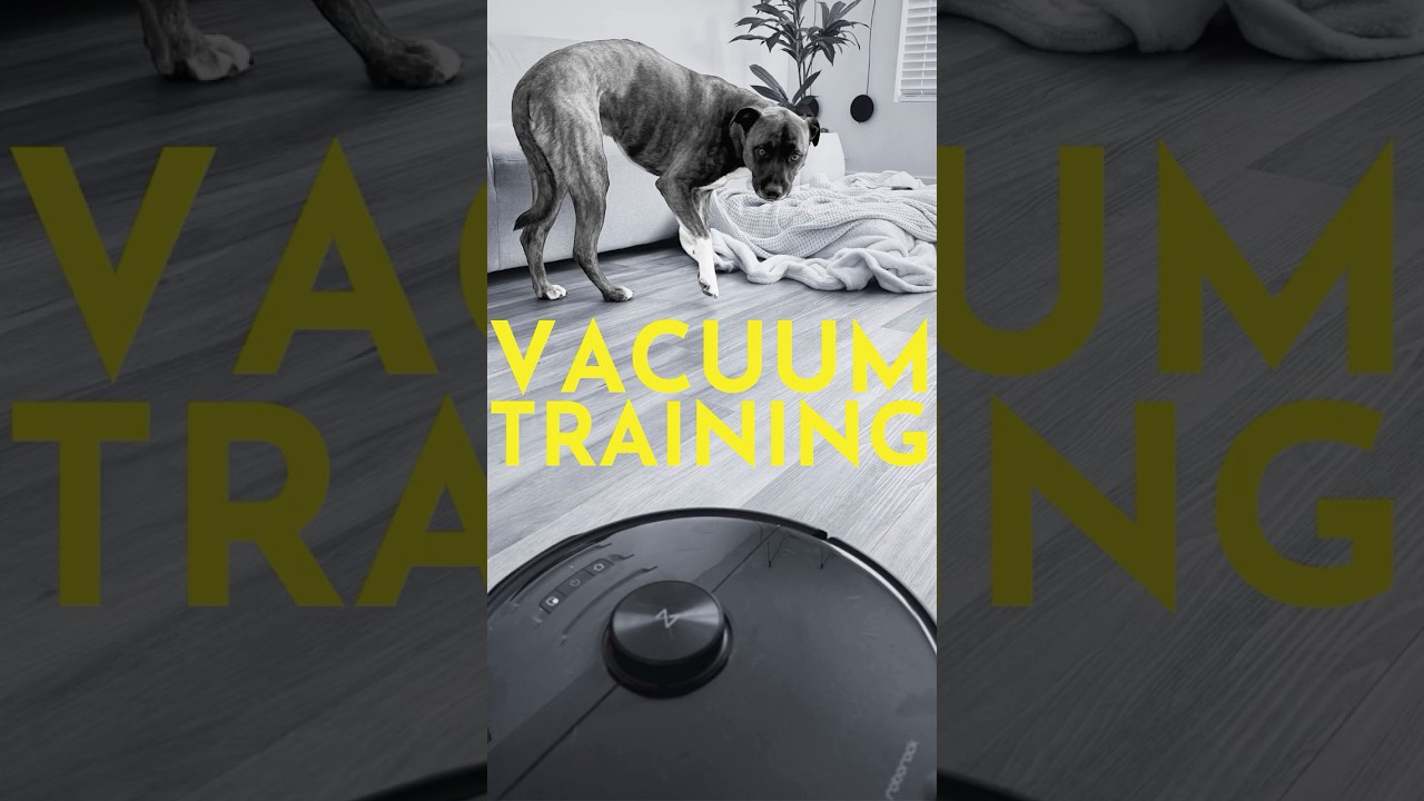 How to Teach Your Dog to Relax Around Vacuums.  #dogtraining #dogtrainer