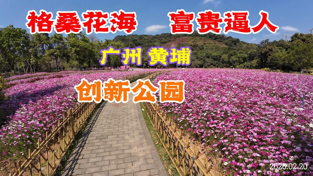 格桑花海 富贵逼人 广州黄埔 创新公园  广州新年好去处
