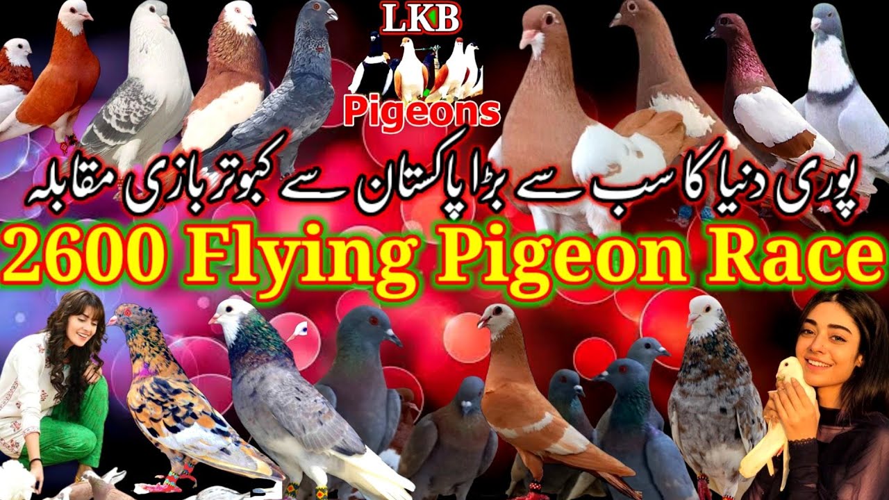 world's Largest professional profitable 2600 Pigeon Competition |  Pigeon | Kabootar |Kabuter
