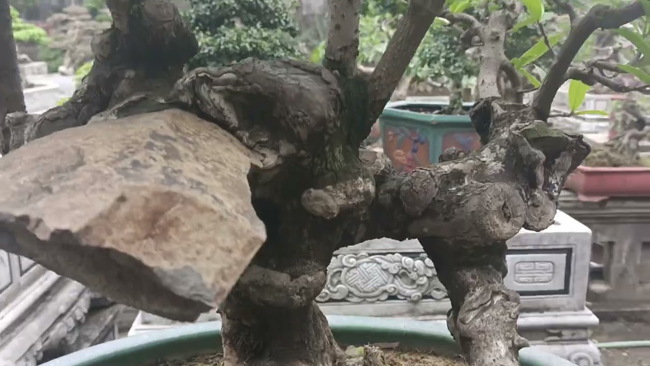 Vườn cây đào xá 