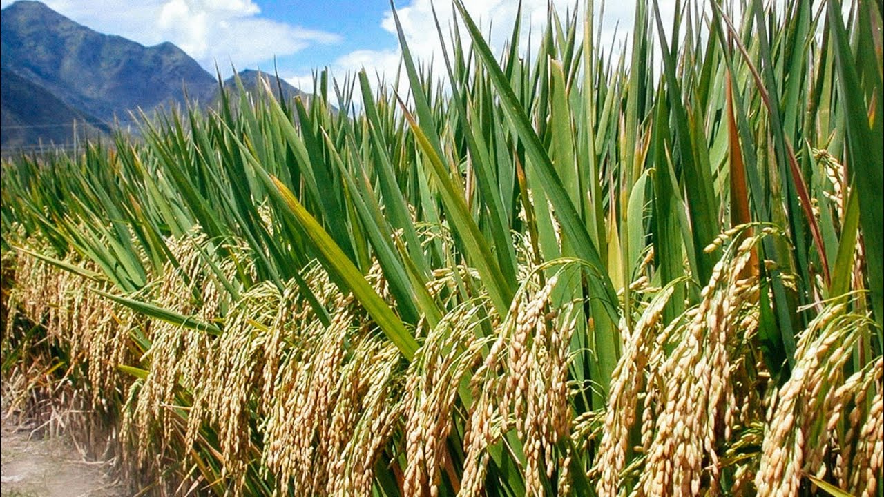 Irrigation Water Management for Row Rice