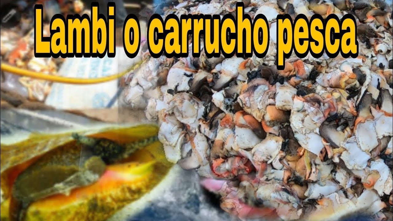 Lambi o carrucho pesca