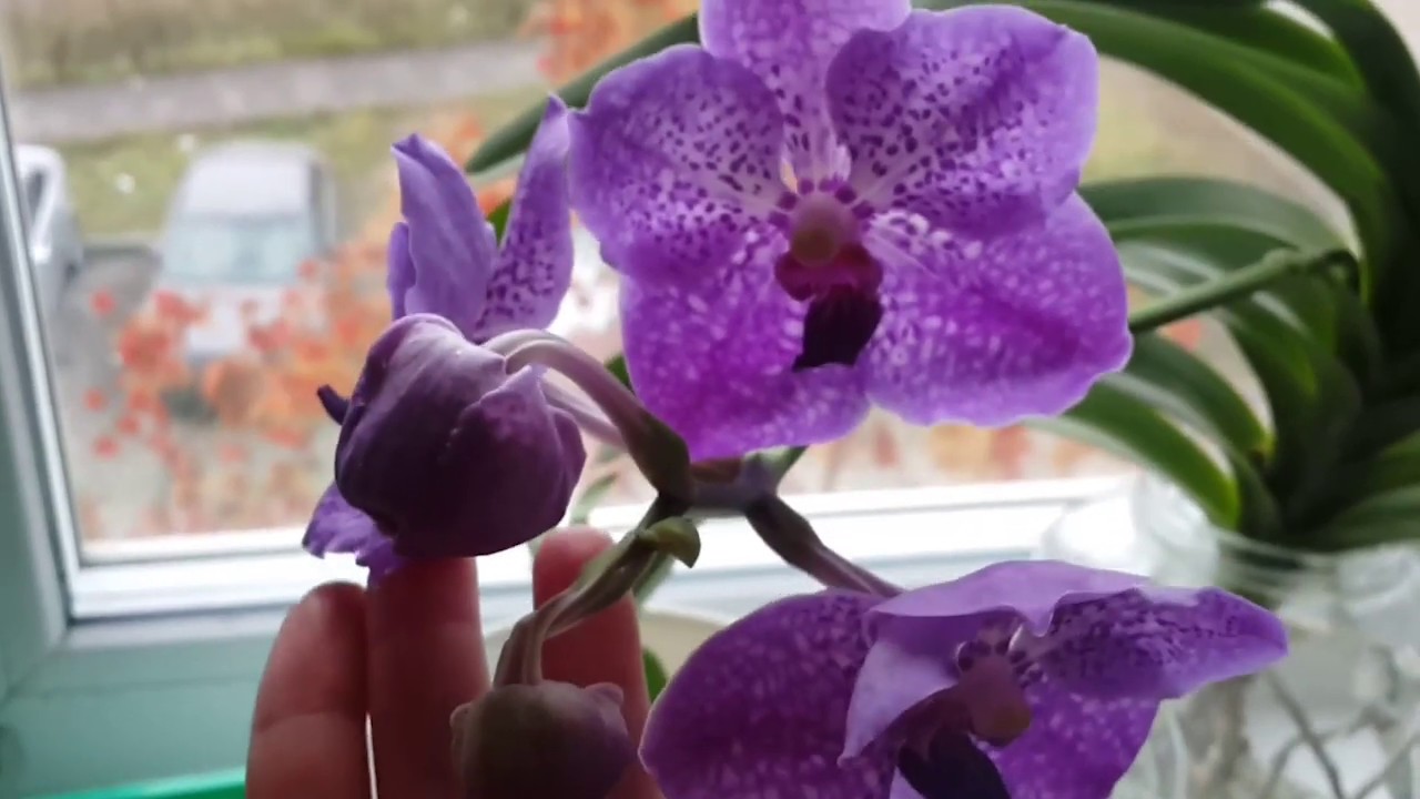 🌿 Орхидея Ванда. Как нарастить корни? Уход домашних условиях.