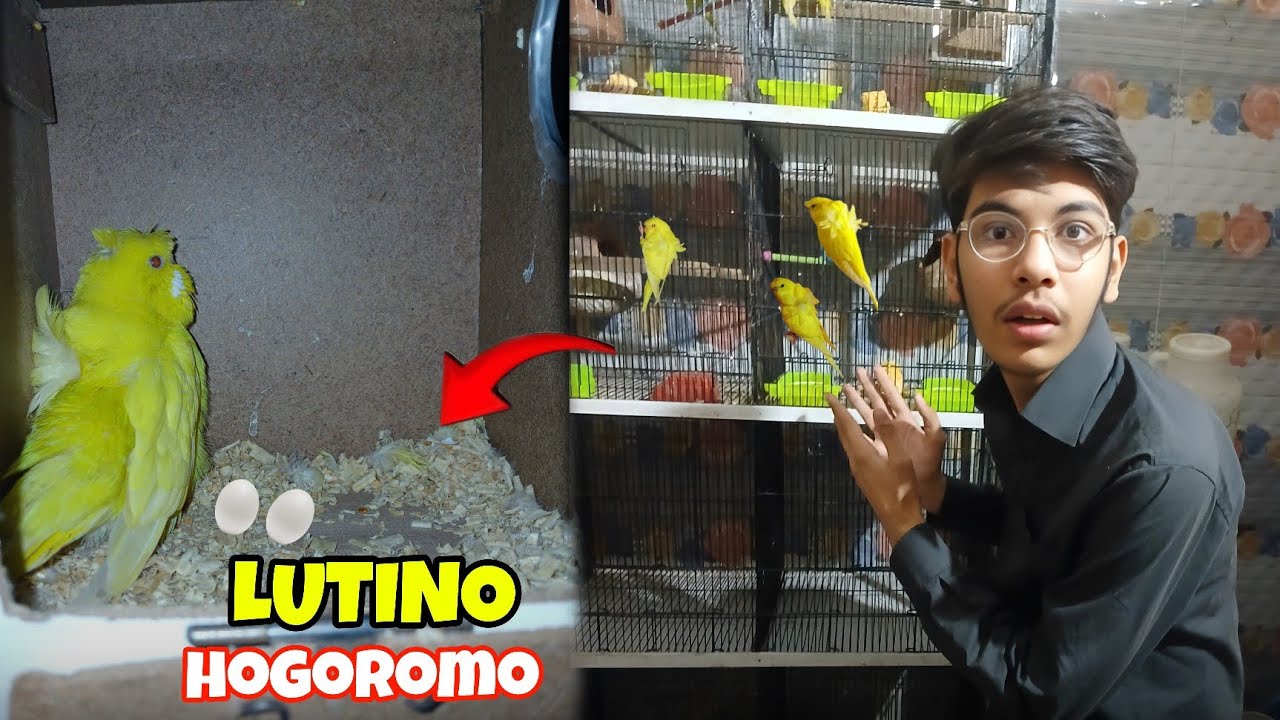 Finally🥳| Lutino Hogoromo Budgies Ne Eggs De Diye😍| Hogoromo Budgies Breeding 