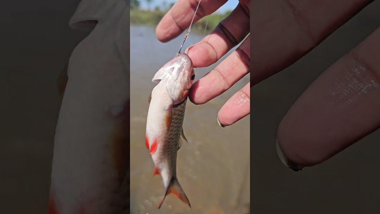 Relaxing Rural Fishing 🌾 | Traditional Fishing Methods in Scenic Countryside #fishing #lakefishing