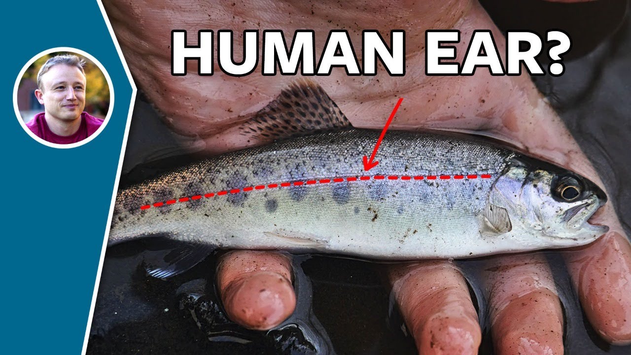 Evidence For Evolution Inside Your Ear - Sunday Morning Science