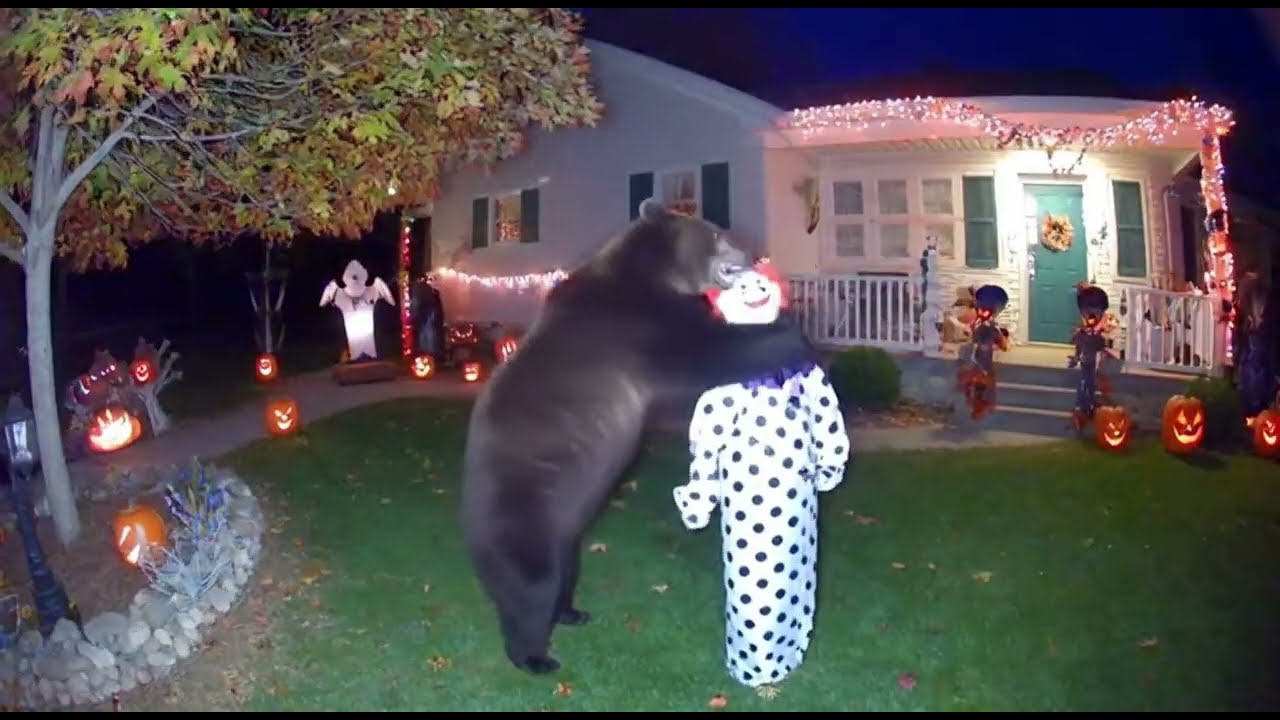 🎃CCTV camera caught: Bears scared by halloween decorations