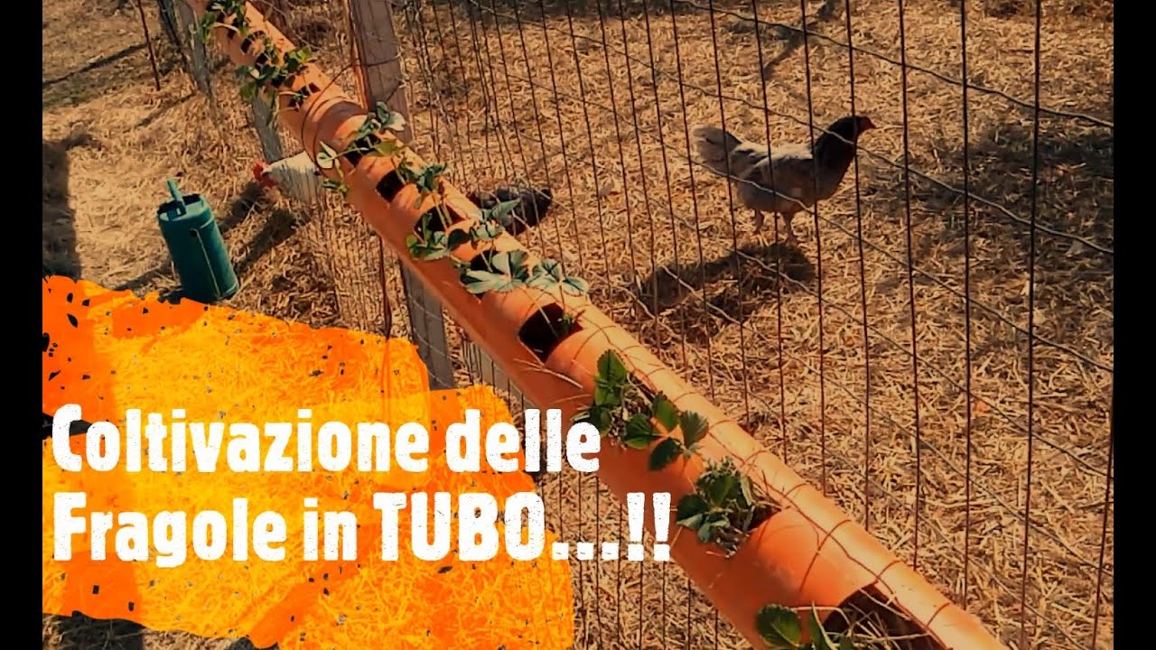 Coltivazione delle Fragole in TUBO...!