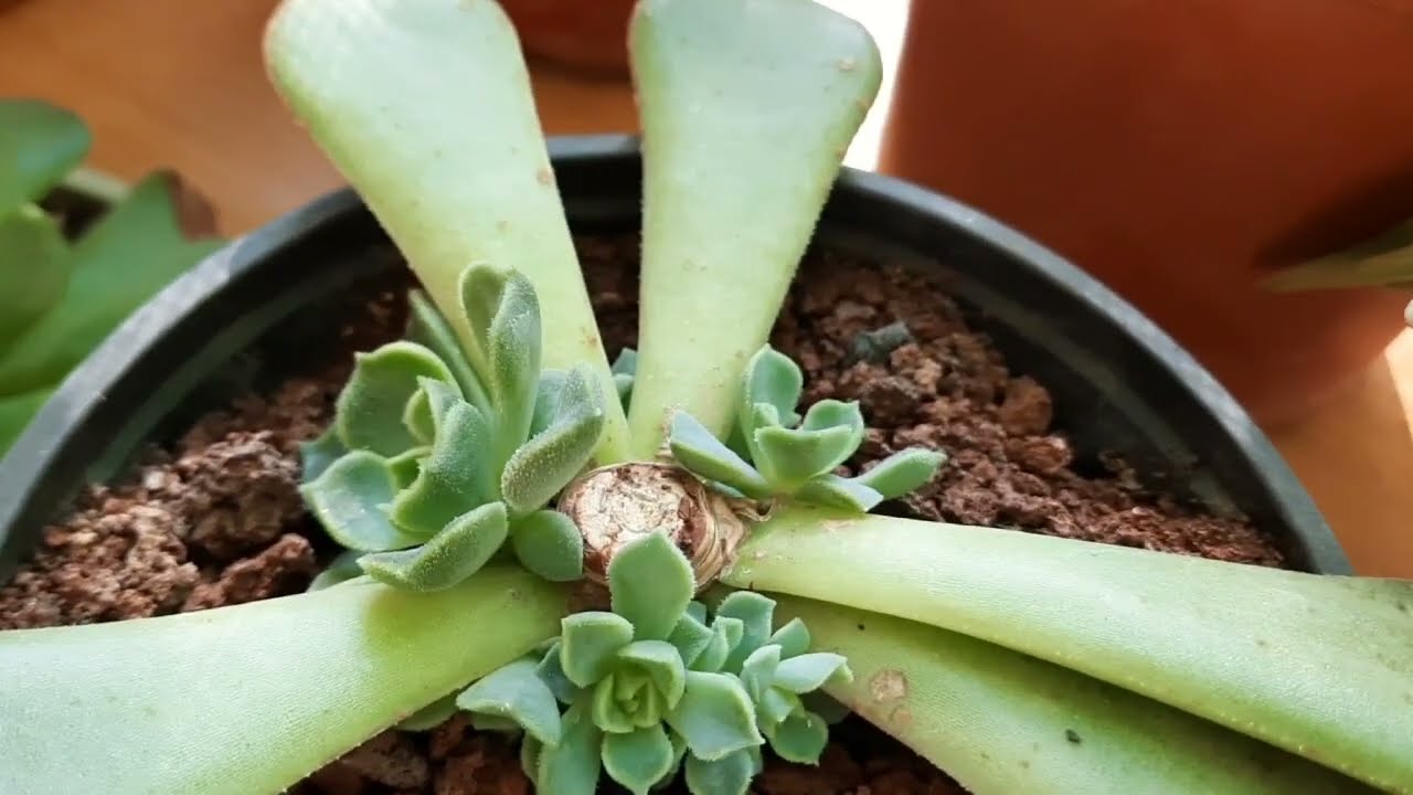 Спасение растений Escherichia методом верхней обрезки и получение новых растений