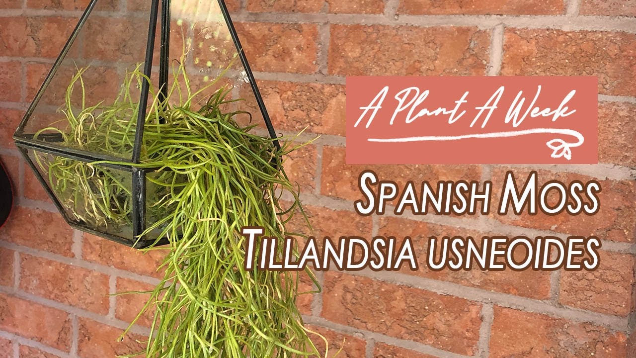 Spanish Moss Care | A Plant A Week