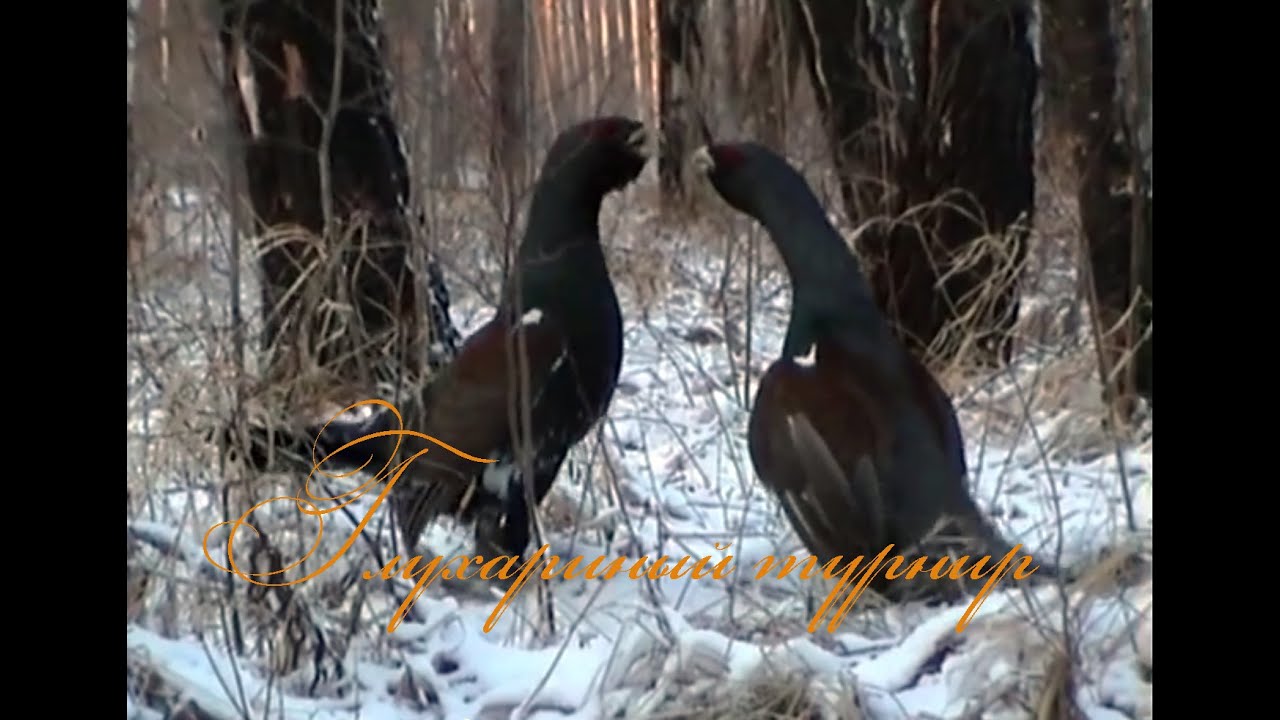 Глухариный турнир / Tetrao urogallus L.