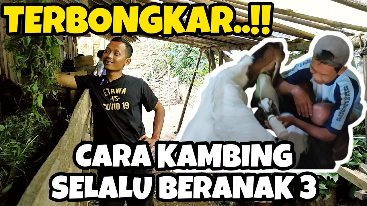 TERBONGKAR‼️RAHASIA KAMBING SELALU BERANAK TIGA