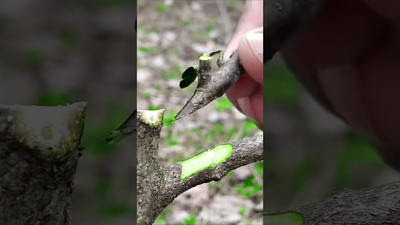 how to graft new tree branches 