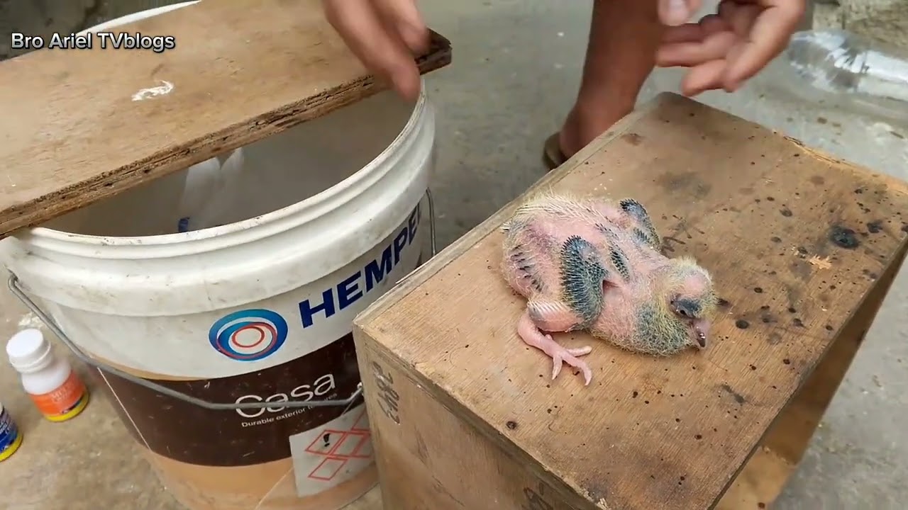 Lagyan na natin ng sing-sing ang mga inakay...