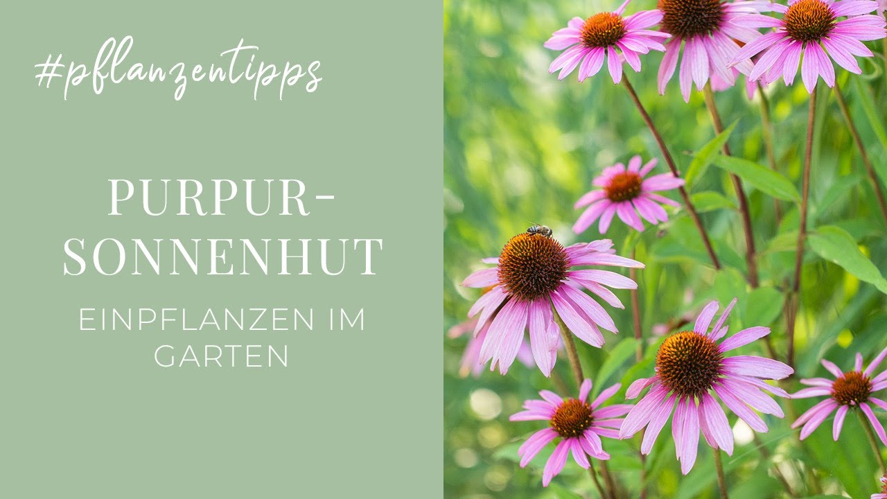 Purpursonnenhut - Einpflanzen im Garten