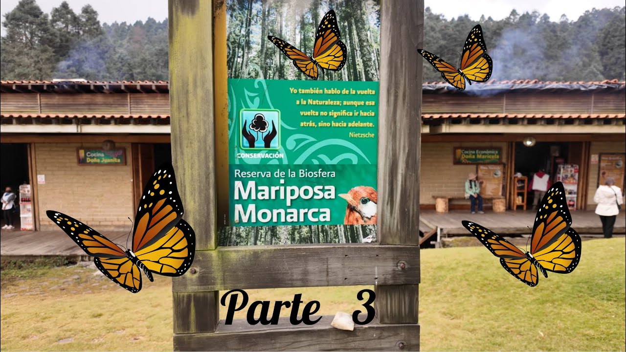 Mariposa Monarca Parte 3