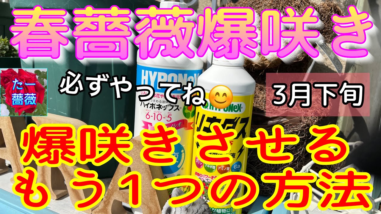 薔薇の成長スピードUP【春薔薇爆咲き】Part②🌹3月下旬から😊これで爆咲き間違いないです🌹🌹🌹