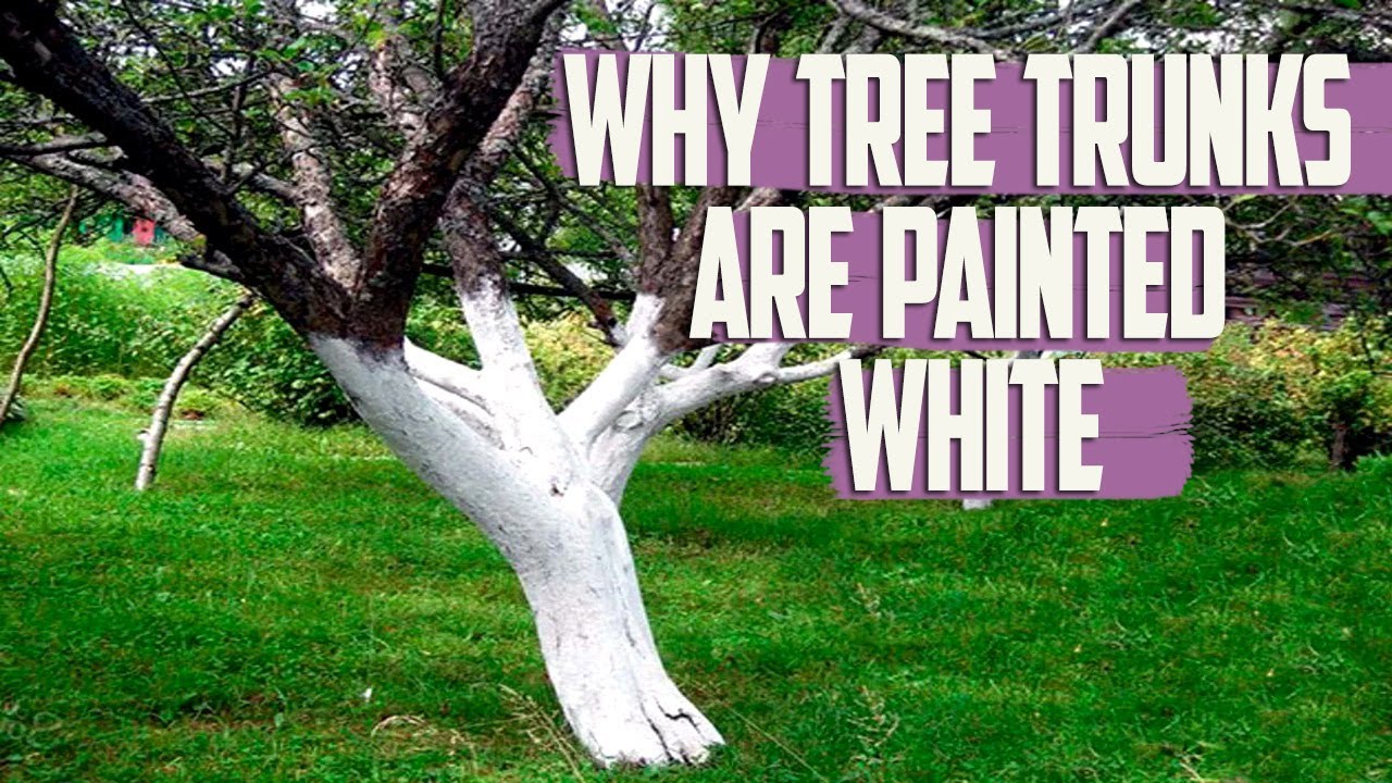 Why Are Tree Trunks Painted White - Tree Whitewashing