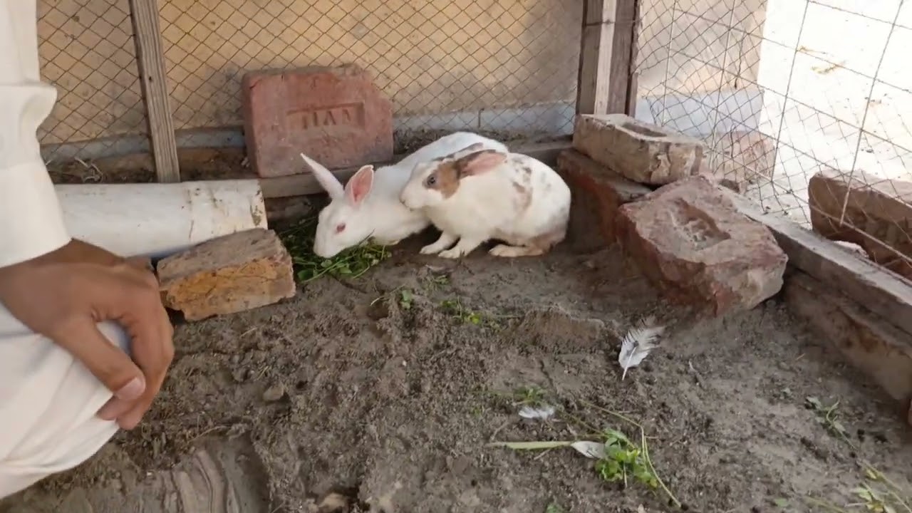 Aje hum rabbit la kr Aya hai