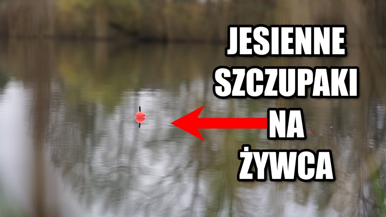 JESIENNE SZCZUPAKI NA ŻYWCA ze STAREJ CEGIELNI