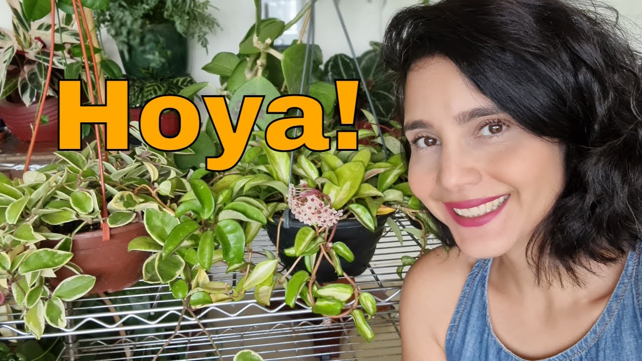 FLOR DE CERA NÃO DÁ FLORES? Saiba sobre essa planta da UrbanJungle: INCLUSIVE COMO FAZER DAR FLORES!