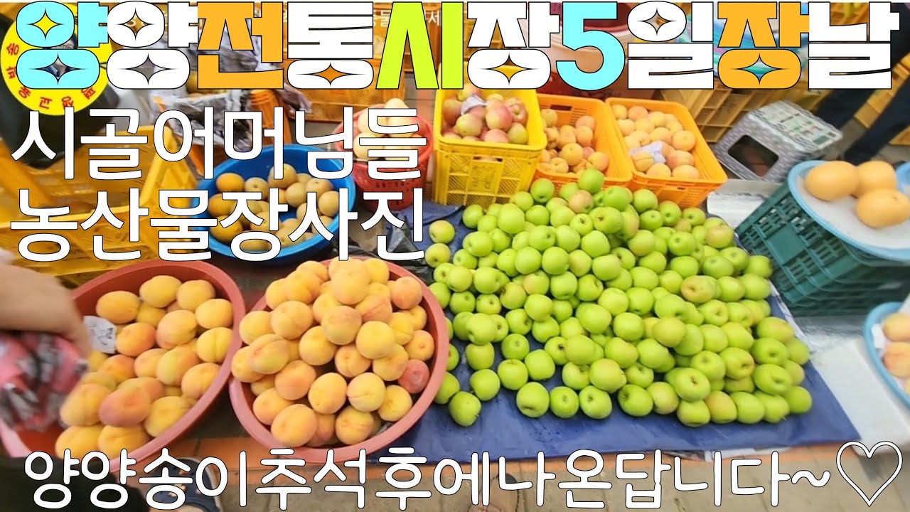 伝統市場 강원도양양전통시장 추석대목 5일장날에 나온 각종농수산물 시세정보 견문록♡삶2250/Yangyang traditional market, korea