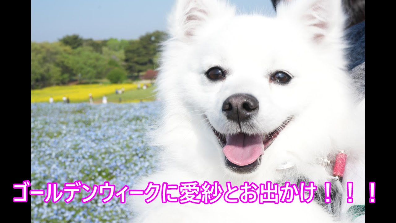 【日本スピッツ】GWにお出かけしたよ！ひたち海浜公園編